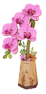Purple Moth Orchid