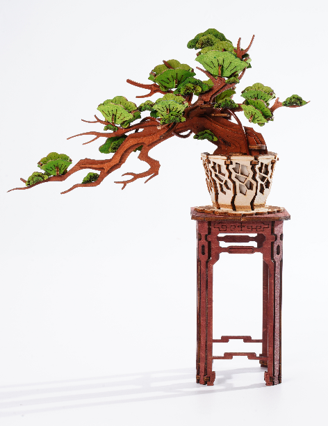 Evergreen Pine Bonsai